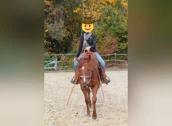 American Quarter Horse, Ruin, 7 Jaar, 153 cm, Vos