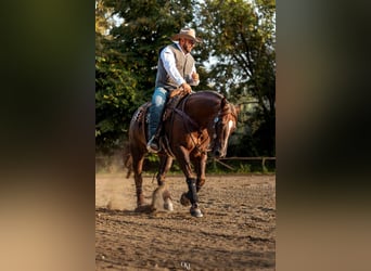 American Quarter Horse, Ruin, 7 Jaar, 154 cm, Red Dun