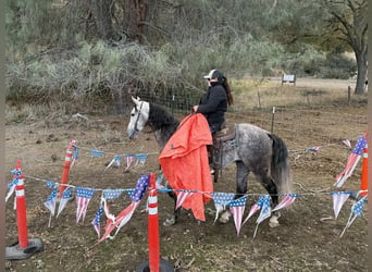 American Quarter Horse, Ruin, 7 Jaar, 155 cm, Appelschimmel