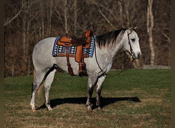 American Quarter Horse, Ruin, 7 Jaar, 155 cm, Appelschimmel