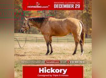 American Quarter Horse, Ruin, 7 Jaar, 155 cm, Buckskin