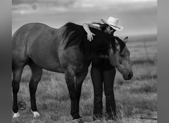 American Quarter Horse, Wallach, 7 Jahre, 155 cm, Buckskin