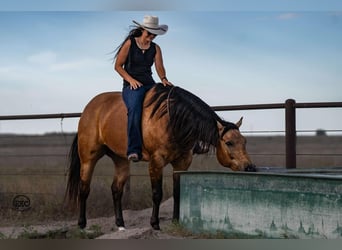 American Quarter Horse, Wallach, 7 Jahre, 155 cm, Buckskin