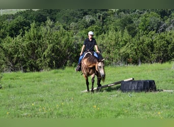 American Quarter Horse, Ruin, 7 Jaar, 155 cm, Buckskin