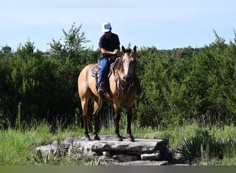 American Quarter Horse, Ruin, 7 Jaar, 155 cm, Buckskin