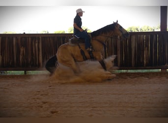 American Quarter Horse, Ruin, 7 Jaar, 155 cm, Buckskin