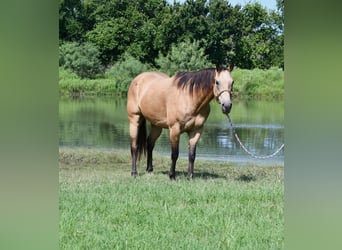 American Quarter Horse, Ruin, 7 Jaar, 155 cm, Buckskin