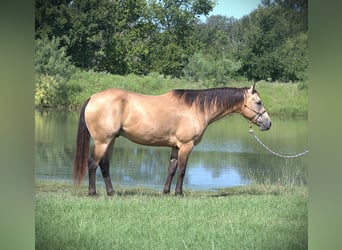 American Quarter Horse, Ruin, 7 Jaar, 155 cm, Buckskin