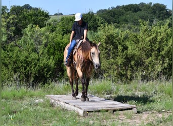 American Quarter Horse, Ruin, 7 Jaar, 155 cm, Buckskin