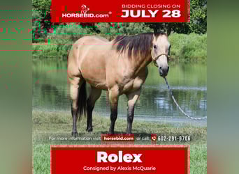 American Quarter Horse, Ruin, 7 Jaar, 155 cm, Buckskin