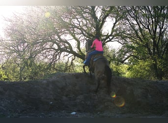 American Quarter Horse, Ruin, 7 Jaar, 155 cm, Buckskin