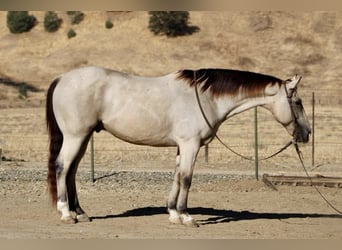 American Quarter Horse, Ruin, 7 Jaar, 155 cm, Buckskin