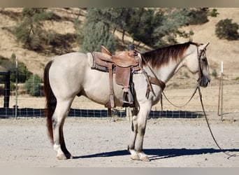 American Quarter Horse, Ruin, 7 Jaar, 155 cm, Buckskin