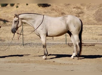 American Quarter Horse, Ruin, 7 Jaar, 155 cm, Buckskin