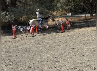 American Quarter Horse, Ruin, 7 Jaar, 155 cm, Buckskin