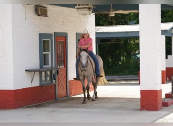 American Quarter Horse, Ruin, 7 Jaar, 155 cm, Buckskin