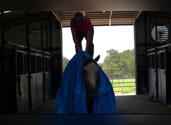 American Quarter Horse, Ruin, 7 Jaar, 155 cm, Buckskin