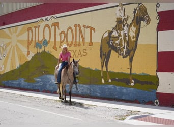 American Quarter Horse, Ruin, 7 Jaar, 155 cm, Buckskin