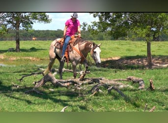 American Quarter Horse, Ruin, 7 Jaar, 155 cm, Buckskin