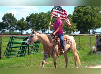 American Quarter Horse, Ruin, 7 Jaar, 155 cm, Buckskin