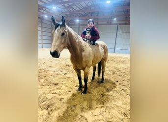 American Quarter Horse, Ruin, 7 Jaar, 155 cm, Buckskin