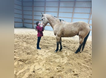 American Quarter Horse, Ruin, 7 Jaar, 155 cm, Buckskin