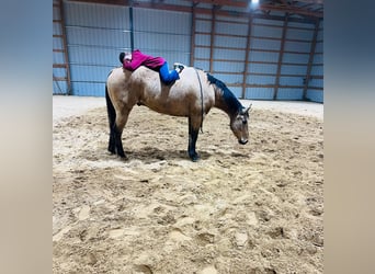 American Quarter Horse, Ruin, 7 Jaar, 155 cm, Buckskin