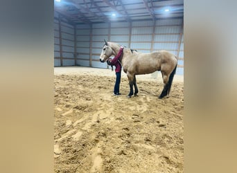 American Quarter Horse, Ruin, 7 Jaar, 155 cm, Buckskin