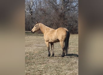 American Quarter Horse, Ruin, 7 Jaar, 155 cm, Buckskin