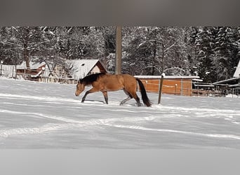 American Quarter Horse, Ruin, 7 Jaar, 155 cm, Buckskin