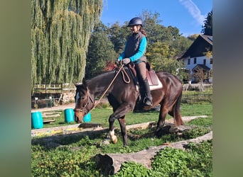 American Quarter Horse, Ruin, 7 Jaar, 155 cm, Donkerbruin