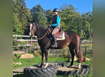 American Quarter Horse, Ruin, 7 Jaar, 155 cm, Donkerbruin