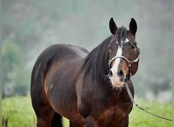 American Quarter Horse, Ruin, 7 Jaar, 155 cm, Donkerbruin