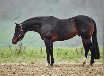 American Quarter Horse, Ruin, 7 Jaar, 155 cm, Donkerbruin