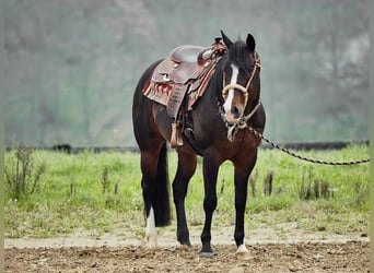 American Quarter Horse, Ruin, 7 Jaar, 155 cm, Donkerbruin