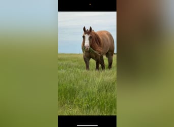 American Quarter Horse, Ruin, 7 Jaar, 155 cm, Falbe