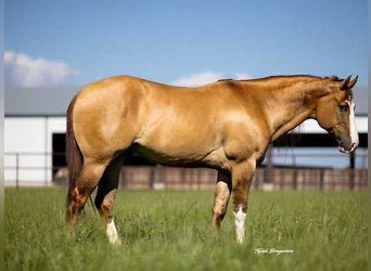 American Quarter Horse, Ruin, 7 Jaar, 155 cm, Falbe