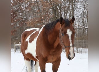 American Quarter Horse, Ruin, 7 Jaar, 155 cm, Gevlekt-paard