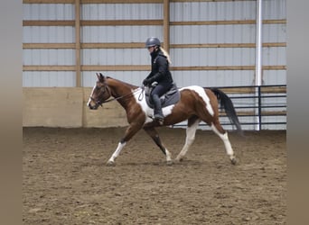 American Quarter Horse, Ruin, 7 Jaar, 155 cm, Gevlekt-paard