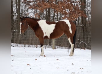 American Quarter Horse, Ruin, 7 Jaar, 155 cm, Gevlekt-paard