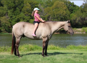 American Quarter Horse, Ruin, 7 Jaar, 155 cm, Grullo
