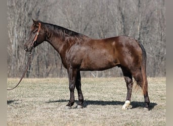 American Quarter Horse, Ruin, 7 Jaar, 155 cm, Grullo