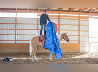 American Quarter Horse, Ruin, 7 Jaar, 155 cm, Palomino