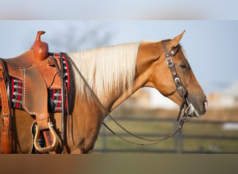 American Quarter Horse, Ruin, 7 Jaar, 155 cm, Palomino