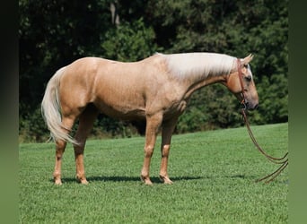 American Quarter Horse, Ruin, 7 Jaar, 155 cm, Palomino