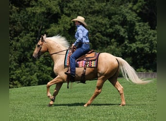 American Quarter Horse, Ruin, 7 Jaar, 155 cm, Palomino