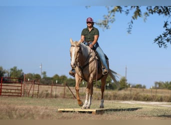 American Quarter Horse, Wallach, 7 Jahre, 155 cm, Palomino