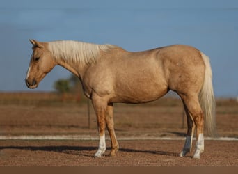 American Quarter Horse, Wallach, 7 Jahre, 155 cm, Palomino