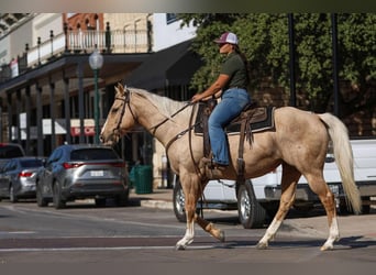 American Quarter Horse, Wallach, 7 Jahre, 155 cm, Palomino