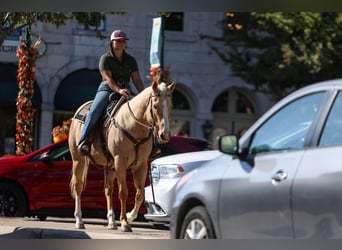 American Quarter Horse, Wallach, 7 Jahre, 155 cm, Palomino